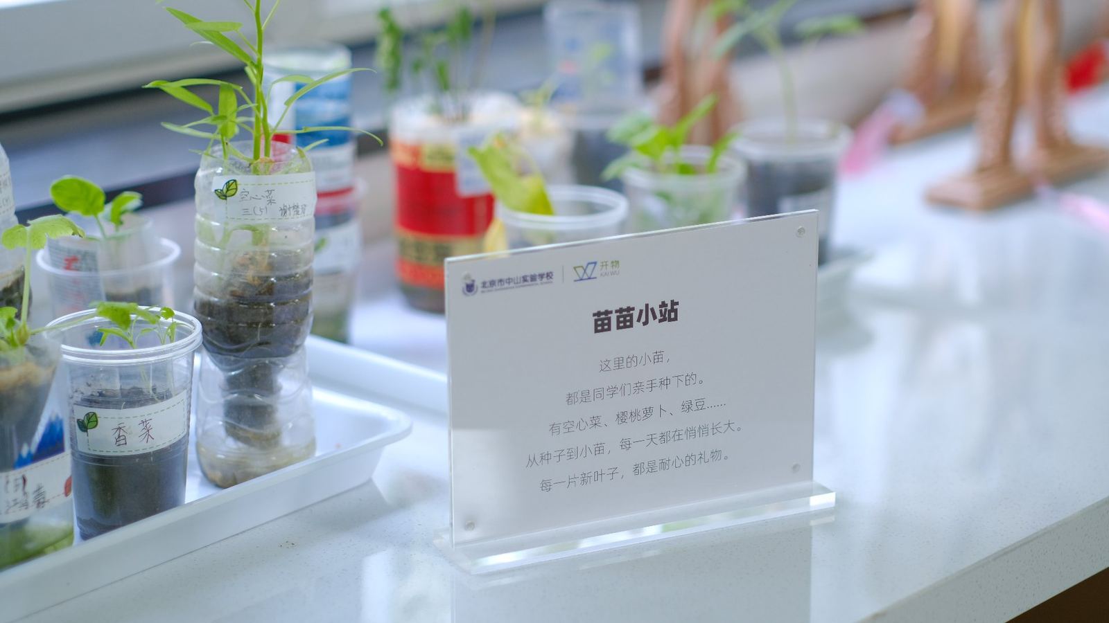 开物工坊里同学们培育的幼苗