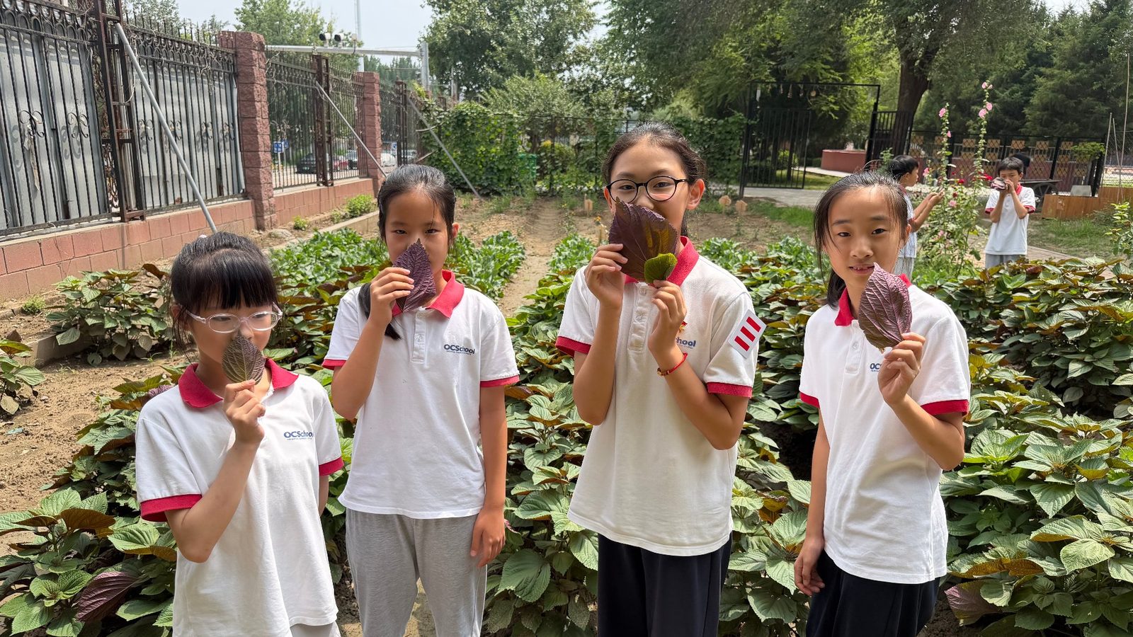 本草园里举着自己采摘的紫苏叶的同学们