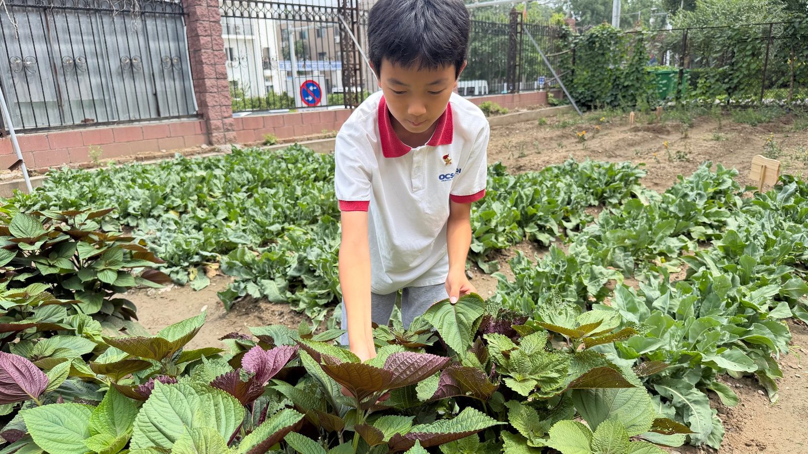 在紫苏田里俯身观察的同学