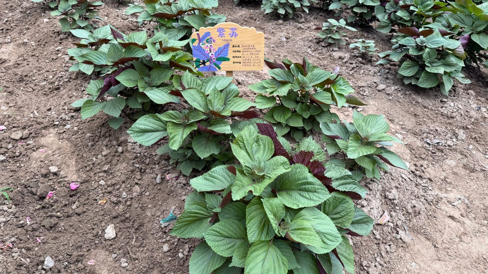 挂着「紫苏」标识牌的种植区
